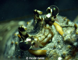 They are watching us.  Mini-lobster season is only one we... by David Gross 